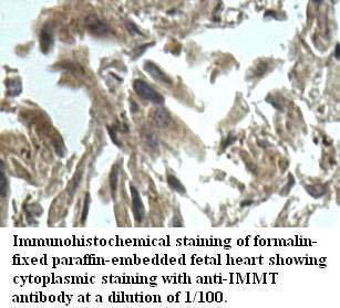 IMMT / Mitofilin Antibody
