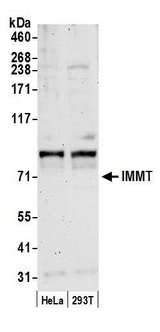 IMMT / Mitofilin Antibody - Detection of human IMMT by western blot. Samples: Whole cell lysate (50 µg) from HeLa and 293T cells prepared using NETN lysis buffer. Antibody: Affinity purified rabbit anti-IMMT antibody used for WB at 0.1 µg/ml. Detection: Chemiluminescence with an exposure time of 3 minutes.