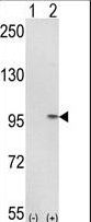 IMMT / Mitofilin Antibody - Western blot of IMMT (arrow) using rabbit polyclonal IMMT Antibody. 293 cell lysates (2 ug/lane) either nontransfected (Lane 1) or transiently transfected with the IMMT gene (Lane 2).