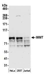 IMMT / Mitofilin Antibody - Detection of human IMMT by western blot. Samples: Whole cell lysate (50 µg) from HeLa, HEK293T, and Jurkat cells prepared using NETN lysis buffer. Antibody: Affinity purified rabbit anti-IMMT antibody used for WB at 0.04 µg/ml. Detection: Chemiluminescence with an exposure time of 30 seconds.