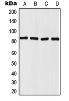 IMMT / Mitofilin Antibody - Western blot analysis of Mitofilin expression in HepG2 (A); HeLa (B); SP2/0 (C); PC12 (D) whole cell lysates.