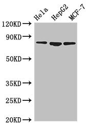 IMMT / Mitofilin Antibody - Western Blot Positive WB detected in:Hela whole cell lysate,HepG2 whole cell lysate,MCF-7 whole cell lysate All Lanes:IMMT antibody at 3.5µg/ml Secondary Goat polyclonal to rabbit IgG at 1/50000 dilution Predicted band size: 84,83,81 KDa Observed band size: 84 KDa