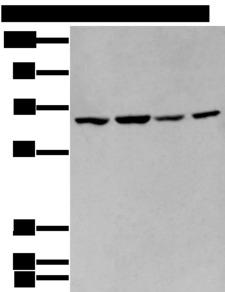 IMP-3 / IGF2BP3 Antibody - Western blot analysis of 293T and Hela cell lysates  using IGF2BP3 Polyclonal Antibody at dilution of 1:350