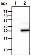 IMP3 Antibody - The Cell lysates (10ug) were resolved by SDS-PAGE, transferred to PVDF membrane and probed with anti-human IMP3 antibody (1:1000). Proteins were visualized using a goat anti-mouse secondary antibody conjugated to HRP and an ECL detection system. Lane 1. : 293T cell lysate Lane 2. : IMP3 Transfected 293T cell lysate