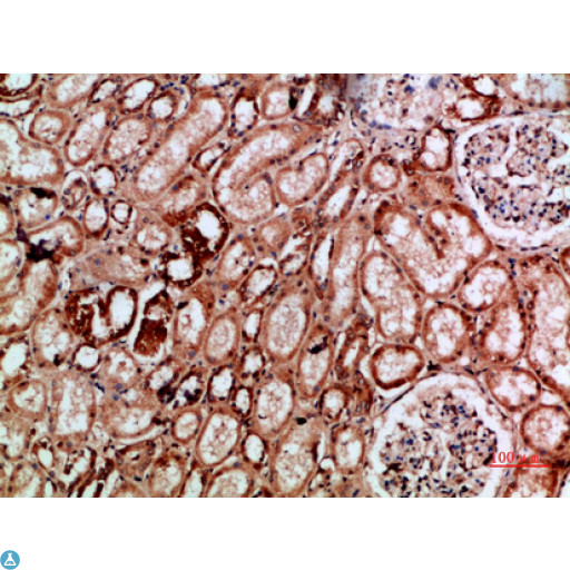 IMP3 Antibody - Immunohistochemical analysis of paraffin-embedded human-kidney, antibody was diluted at 1:200.