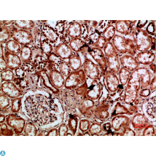 IMP3 Antibody - Immunohistochemical analysis of paraffin-embedded human-kidney, antibody was diluted at 1:200.