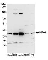 IMPA1 / IMP Antibody - Detection of human and mouse IMPA1 by western blot. Samples: Whole cell lysate (50 µg) from HeLa, HEK293T, Jurkat, mouse TCMK-1, and mouse NIH 3T3 cells prepared using NETN lysis buffer. Antibody: Affinity purified rabbit anti-IMPA1 antibody used for WB at 0.1 µg/ml. Detection: Chemiluminescence with an exposure time of 30 seconds.