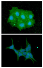 IMPA1 / IMP Antibody - ICC/IF analysis of IMPA1 in Hep3B cells line, stained with DAPI (Blue) for nucleus staining and monoclonal anti-human IMPA1 antibody (1:100) with goat anti-mouse IgG-Alexa fluor 488 conjugate (Green).ICC/IF analysis of IMPA1 in LNCap cells line, stained with DAPI (Blue) for nucleus staining and monoclonal anti-human IMPA1 antibody (1:100) with goat anti-mouse IgG-Alexa fluor 488 conjugate (Green).