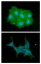 IMPA1 / IMP Antibody - ICC/IF analysis of IMPA1 in Hep3B cells line, stained with DAPI (Blue) for nucleus staining and monoclonal anti-human IMPA1 antibody (1:100) with goat anti-mouse IgG-Alexa fluor 488 conjugate (Green).ICC/IF analysis of IMPA1 in LNCap cells line, stained with DAPI (Blue) for nucleus staining and monoclonal anti-human IMPA1 antibody (1:100) with goat anti-mouse IgG-Alexa fluor 488 conjugate (Green).