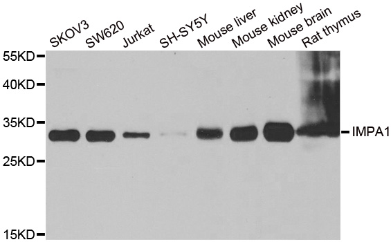 IMPA1 / IMP Antibody - Western blot analysis of extracts of various cell lines.