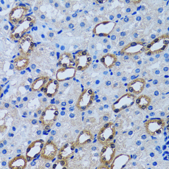 IMPA1 / IMP Antibody - Immunohistochemistry of paraffin-embedded rat kidney tissue.