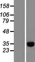 IMPA1 / IMP Protein - Western validation with an anti-DDK antibody * L: Control HEK293 lysate R: Over-expression lysate