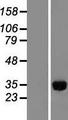 IMPA1 / IMP Protein - Western validation with an anti-DDK antibody * L: Control HEK293 lysate R: Over-expression lysate