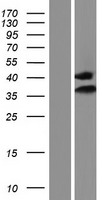 IMPA1 / IMP Protein - Western validation with an anti-DDK antibody * L: Control HEK293 lysate R: Over-expression lysate