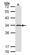 IMPA2 Antibody - Sample (30 ug of whole cell lysate). A: Molt-4 . 12% SDS PAGE. IMPA2 antibody diluted at 1:500