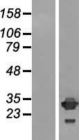 IMPA2 Protein - Western validation with an anti-DDK antibody * L: Control HEK293 lysate R: Over-expression lysate