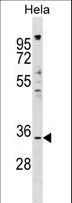 IMPACT Antibody - IMPACT Antibody western blot of HeLa cell line lysates (35 ug/lane). The IMPACT antibody detected the IMPACT protein (arrow).
