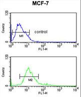IMPDH2 Antibody - IMPDH2 Antibody flow cytometry of MCF-7 cells (bottom histogram) compared to a negative control cell (top histogram). FITC-conjugated goat-anti-rabbit secondary antibodies were used for the analysis.