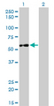 IMPDH2 Antibody - Western Blot analysis of IMPDH2 expression in transfected 293T cell line by IMPDH2 monoclonal antibody (M01), clone 1E12-B6.Lane 1: IMPDH2 transfected lysate(55.8 KDa).Lane 2: Non-transfected lysate.