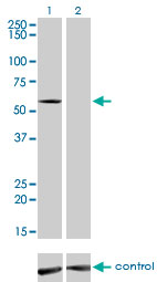 IMPDH2 Antibody - Western blot analysis of IMPDH2 over-expressed 293 cell line, cotransfected with IMPDH2 Validated Chimera RNAi (Lane 2) or non-transfected control (Lane 1). Blot probed with IMPDH2 monoclonal antibody (M01), clone 1E12-B6 . GAPDH ( 36.1 kDa ) used as specificity and loading control.