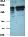 IMPDH2 Antibody - Western blot of Peptidyl-prolyl cis-trans isomerase FKBP1A antibody at 2 ug/ml. Lane 1: EC109 whole cell lysate. Lane 2: 293T whole cell lysate. Secondary: Goat polyclonal to Rabbit IgG at 1:15000 dilution. Predicted band size: 56.5 kDa. Observed band size: 56.5 kDa Additional bands at: 50 kDa, 70 kDa; We are unsure as to the identity of these extra bands.  This image was taken for the unconjugated form of this product. Other forms have not been tested.