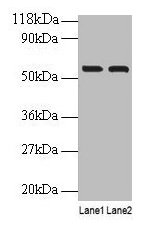 IMPDH2 Antibody - Western blot All lanes: Peptidyl-prolyl cis-trans isomerase FKBP1A antibody at 2µg/ml Lane 1: EC109 whole cell lysate Lane 2: 293T whole cell lysate Secondary Goat polyclonal to rabbit IgG at 1/15000 dilution Predicted band size: 56.5 kDa Observed band size: 56.5 kDa