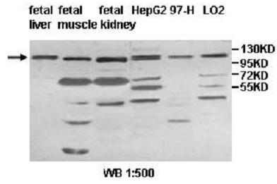IMPG1 Antibody