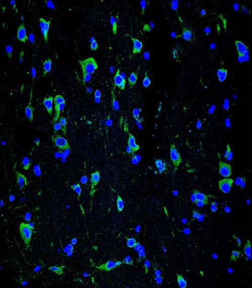 INA / Alpha Internexin Antibody - Confocal immunofluorescence of INA Antibody with brain tissue followed by Alexa Fluor 488-conjugated goat anti-mouse lgG (green). DAPI was used to stain the cell nuclear (blue).