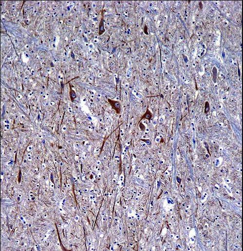 INA / Alpha Internexin Antibody - INA Antibody immunohistochemistry of formalin-fixed and paraffin-embedded human brain tissue followed by peroxidase-conjugated secondary antibody and DAB staining.