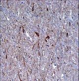 INA / Alpha Internexin Antibody - INA Antibody immunohistochemistry of formalin-fixed and paraffin-embedded human brain tissue followed by peroxidase-conjugated secondary antibody and DAB staining.