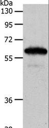 INA / Alpha Internexin Antibody - Western blot analysis of Mouse brain tissue, using INA Polyclonal Antibody at dilution of 1:550.