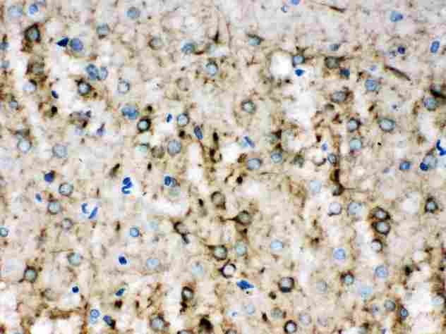 INA / Alpha Internexin Antibody - Alpha Internexin was detected in paraffin-embedded sections of rat brain tissues using rabbit anti- Alpha Internexin Antigen Affinity purified polyclonal antibody