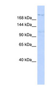 INADL / PATJ Antibody - INADL antibody Western blot of 293T cell lysate. This image was taken for the unconjugated form of this product. Other forms have not been tested.