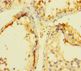 INCA1 Antibody - Immunohistochemistry of paraffin-embedded human testis tissue using INCA1 Antibody at dilution of 1:100