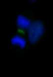 INCENP Antibody - Detection of Human INCENP by Immunocytochemistry. Sample: NBF-fixed asynchronous HeLa cells. Antibody: Affinity purified rabbit anti-INCENP used at a dilution of 1:250. Detection: Goat anti-rabbit IgG (h&l)-FITC used at a dilution of 1:100.