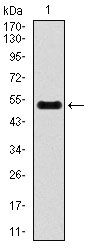 INCENP Antibody - INCENP Antibody in Western Blot (WB)