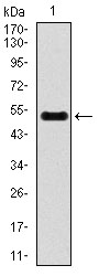 INCENP Antibody - Western blot using INCENP monoclonal antibody against human INCENP recombinant protein. (Expected MW is 50.2 kDa)
