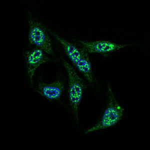 INCENP Antibody - Immunofluorescence of HepG2 cells using INCENP mouse monoclonal antibody (green). Blue: DRAQ5 fluorescent DNA dye.
