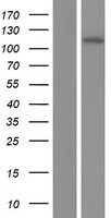 INCENP Protein - Western validation with an anti-DDK antibody * L: Control HEK293 lysate R: Over-expression lysate