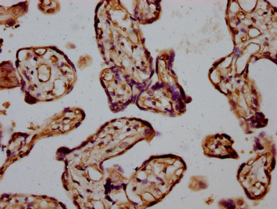 INF2 Antibody - Immunohistochemistry Dilution at 1:400 and staining in paraffin-embedded human placenta tissue performed on a Leica BondTM system. After dewaxing and hydration, antigen retrieval was mediated by high pressure in a citrate buffer (pH 6.0). Section was blocked with 10% normal Goat serum 30min at RT. Then primary antibody (1% BSA) was incubated at 4°C overnight. The primary is detected by a biotinylated Secondary antibody and visualized using an HRP conjugated SP system.