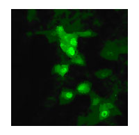 Influenza A H9N2 M1 Antibody - Immunofluorescence staining of influenza-infected MDCK cells using antibody at 1:10 dilution.