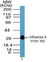 Influenza A Virus H1 Antibody - Western blot of Influenza A H1N1 NS in a partial recombinant fusion protein containing amino acids 205-220 using Peptide-affinity Purified Polyclonal Antibody to Influenza A H1N1 NS at 0.1 ug/ml. Goat anti-rabbit Ig HRP secondary antibody, and PicoTect ECL substrate solution, were used for this test.