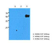 Influenza A Virus H3N2 Antibody - Western Blot: Human H3N2/HA recombinant protein (100ng) were resolved by SDS-PAGE, transferred to PVDF membrane and probed with anti-human H3N2/HA antibody (1:1000). Proteins were visualized using a goat anti-mouse secondary antibody conjugated to HRP and an ECL detection system.