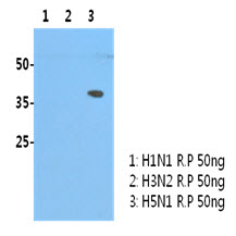 Influenza A Virus H5N1 Antibody - Western Blot: H5N1/HA1 recombinant protein (50ng) were resolved by SDS-PAGE, transferred to PVDF membrane and probed with anti-human H5N1/HA1 antibody (1:3000). Proteins were visualized using a goat anti-mouse secondary antibody conjugated to HRP and an ECL detection system.