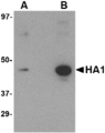 Influenza A Virus Hemagglutinin Antibody - Western blot of (A) 5 ng and (B) 25 ng of recombinant HA1 with Hemagglutinin antibody at 1 ug/ml.