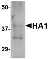 Influenza A Virus Hemagglutinin Antibody - Western blot of 25 ng of recombinant H5 HA1 with H5 HA1 antibody at 2.5 ug/ml.
