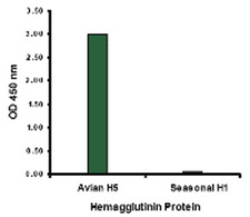 Influenza A Virus Hemagglutinin Antibody - Hemagglutinin antibody at 2 ug/ml specifically recognizes Avian H5N1 influenza virus but not seasonal influenza virus A H1N1 Hemagglutinin protein.