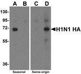 Influenza A Virus Hemagglutinin Antibody - Western blot of Hemagglutinin using recombinant seasonal Hemagglutinin (lanes A & B) and swine-origin Hemagglutinin (lanes C & D) with anti-seasonal Hemagglutinin antibody at 2 ug/ml (lanes A & C) and anti-swine-origin Hemagglutinin antibody at 2 ug/ml (lanes B & D). Below: Seasonal Influenza A Hemagglutinin antibody (2 ug/ml) recognizes seasonal influenza A (H1N1), and to a lesser extent swine-origin influenza A (S-OIV, H1N1), Hemagglutinin protein in ELISA. ELISA results using Seasonal H1N1 Hemagglutinin antibody at 1 ug/ml and the blocking and corresponding peptides at 50, 10, 2 and 0 ng/ml.