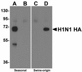 Influenza A Virus Hemagglutinin Antibody - Western blot of Hemagglutinin using recombinant seasonal Hemagglutinin (lanes A & B) and swine-origin Hemagglutinin (lanes C & D) with anti-seasonal Hemagglutinin antibody at 2 ug/ml (lanes A & C) and anti-swine-origin Hemagglutinin antibody at 2 ug/ml (lanes B & D). Below: Seasonal Hemagglutinin antibody at 2 ug/ml specifically recognizes seasonal influenza virus A H1N1 but not swine-origin influenza virus (S-OIV) A H1N1 Hemagglutinin protein. ELISA results using Seasonal H1N1 Hemagglutinin antibody at 1 ug/ml and the blocking and corresponding peptides at 50, 10, 2 and 0 ng/ml.