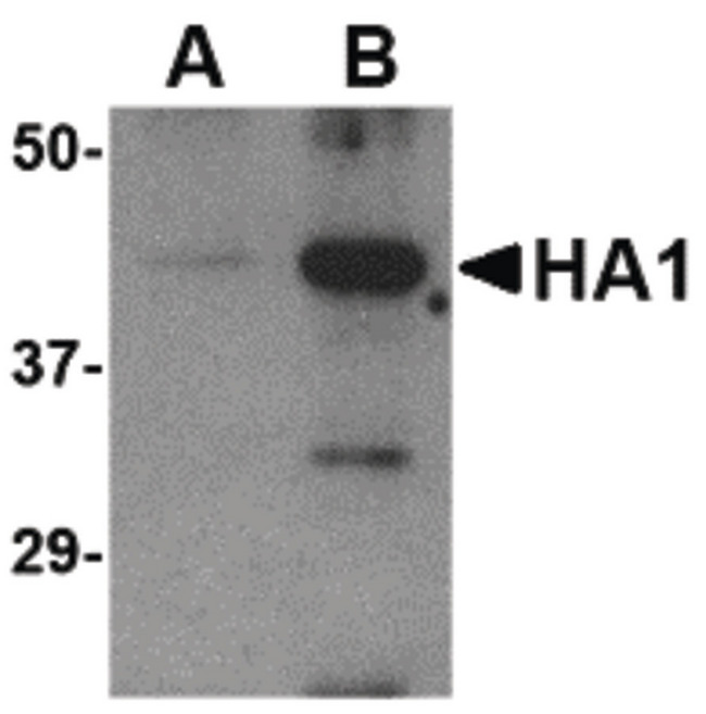 Influenza A Virus Hemagglutinin Antibody - Western blot of (A) 5 ng and (B) 25 ng of recombinant HA1 with Avian Influenza Hemagglutinin antibody at 1 ug/ml.